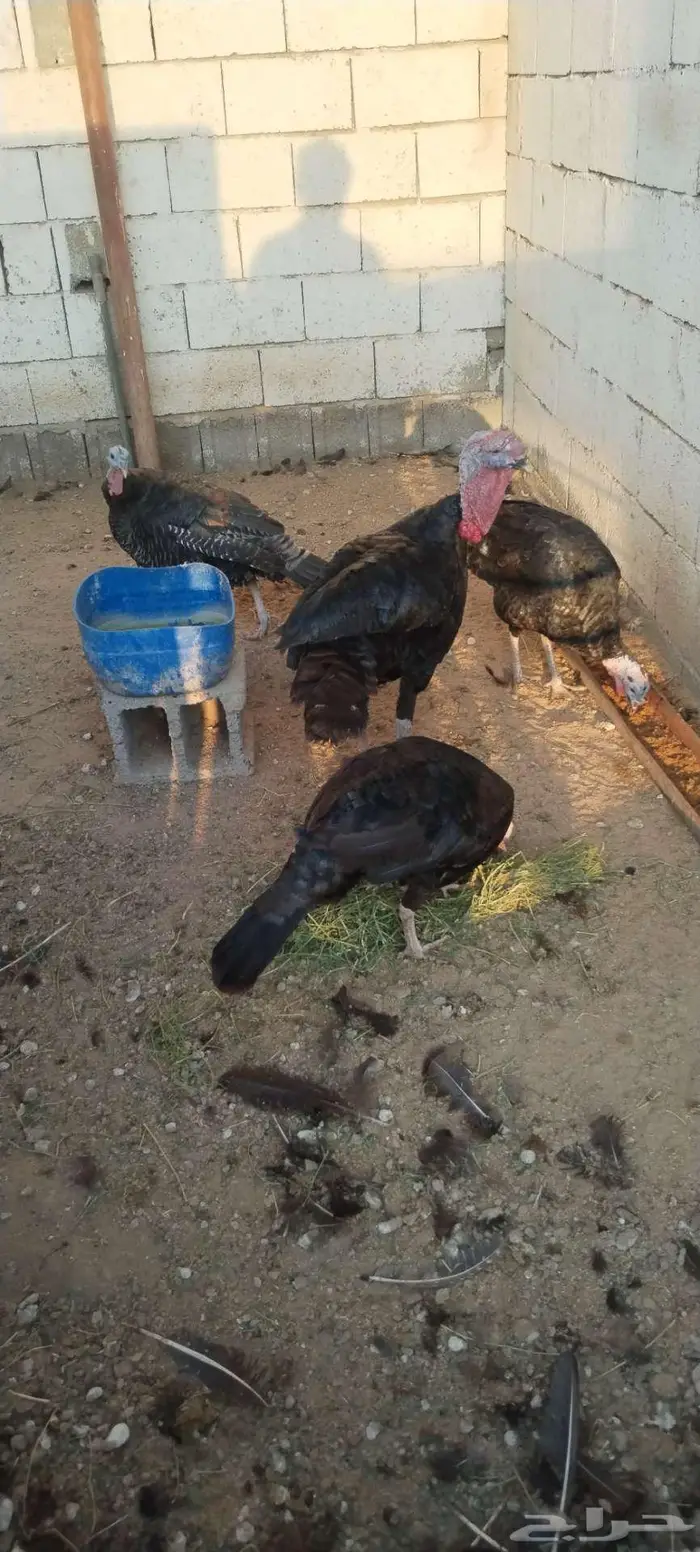 طقم رومي منتج 4