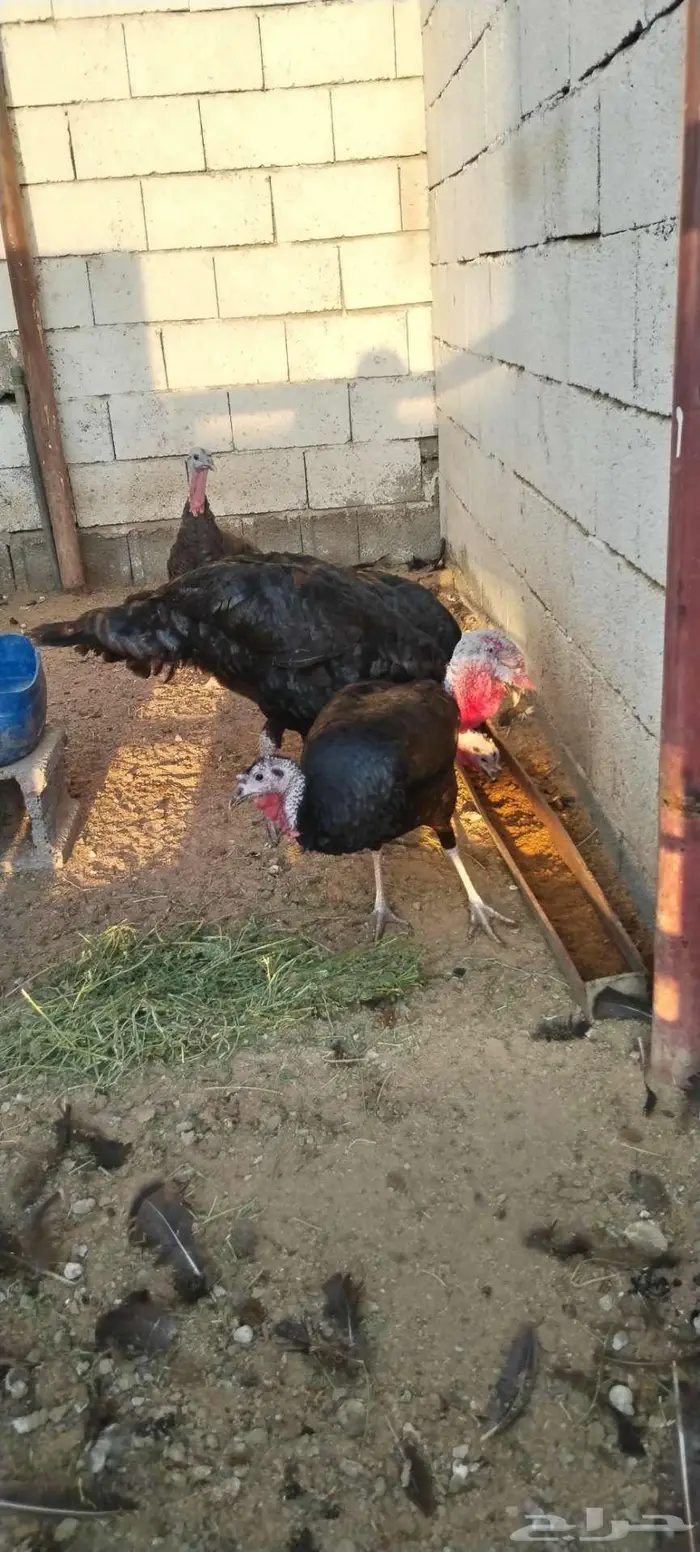 طقم رومي منتج 3