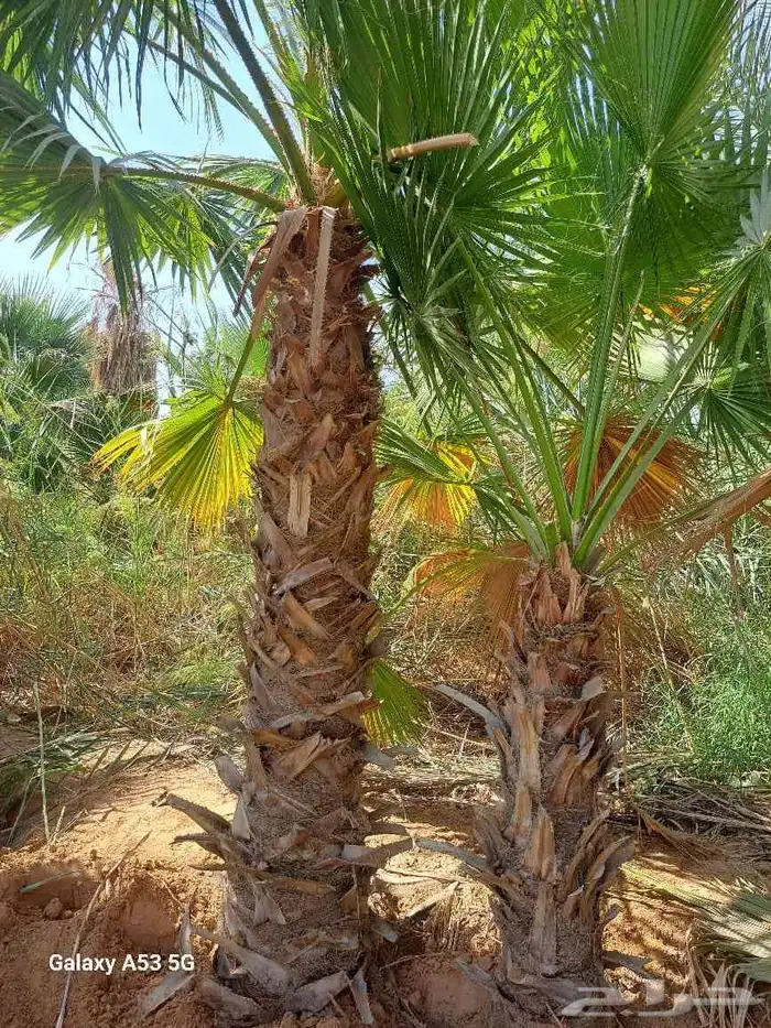 نخل وشنطن للبيع 6