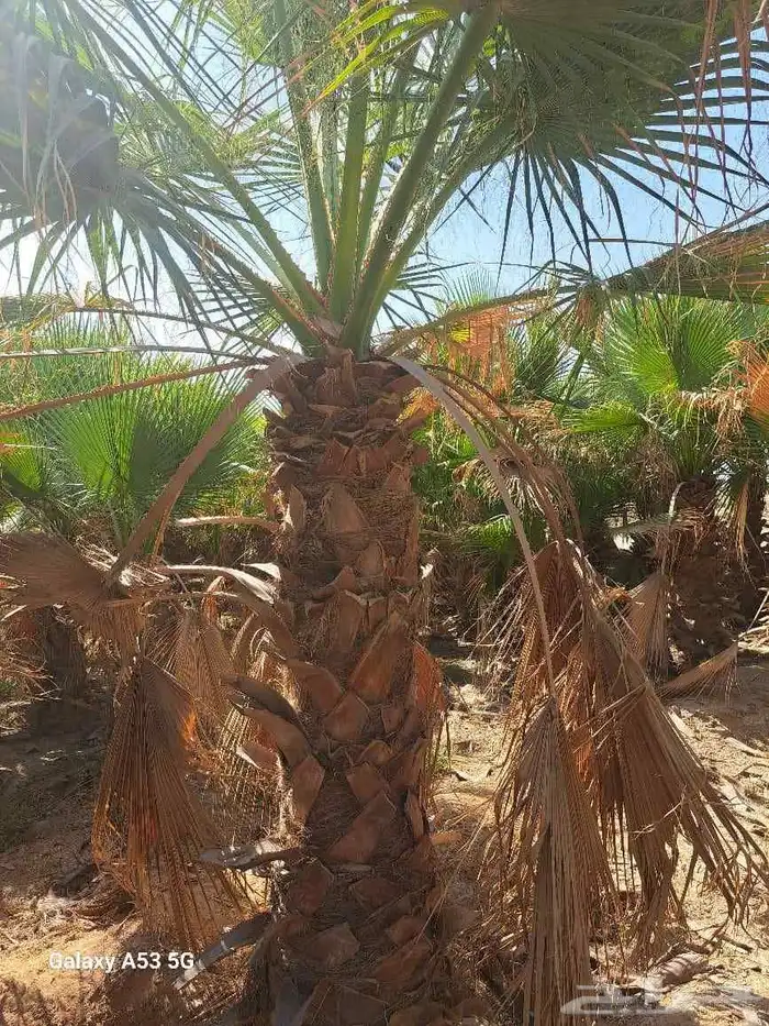 نخل وشنطن للبيع 7