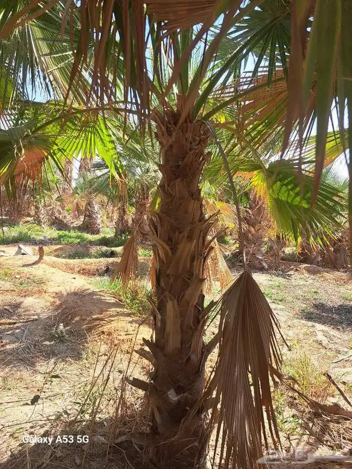 نخل وشنطن للبيع 5