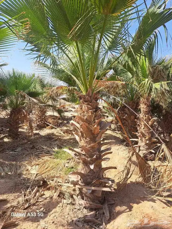 نخل وشنطن للبيع 4