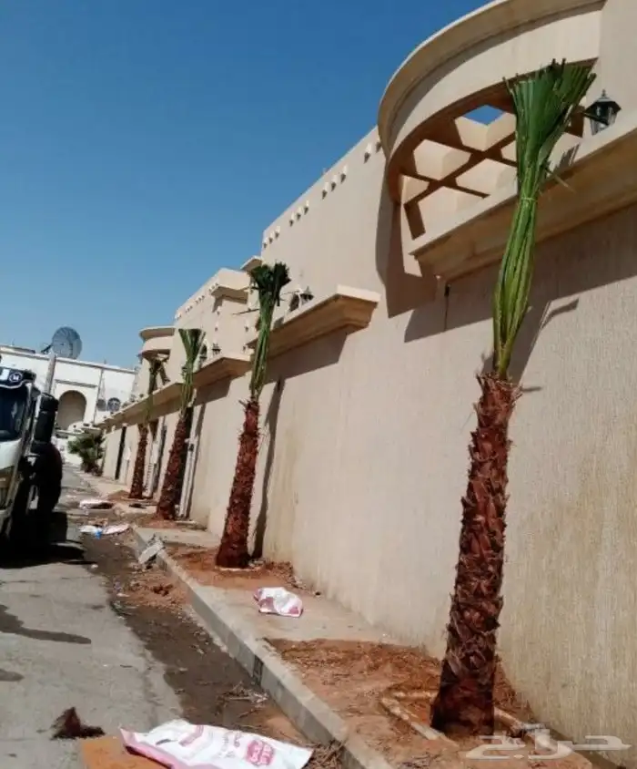 نخل واشنطن زينه 5