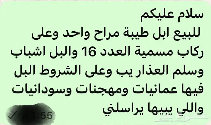 للبيع ابل عمنيات وسودانيات ومهجنات 0