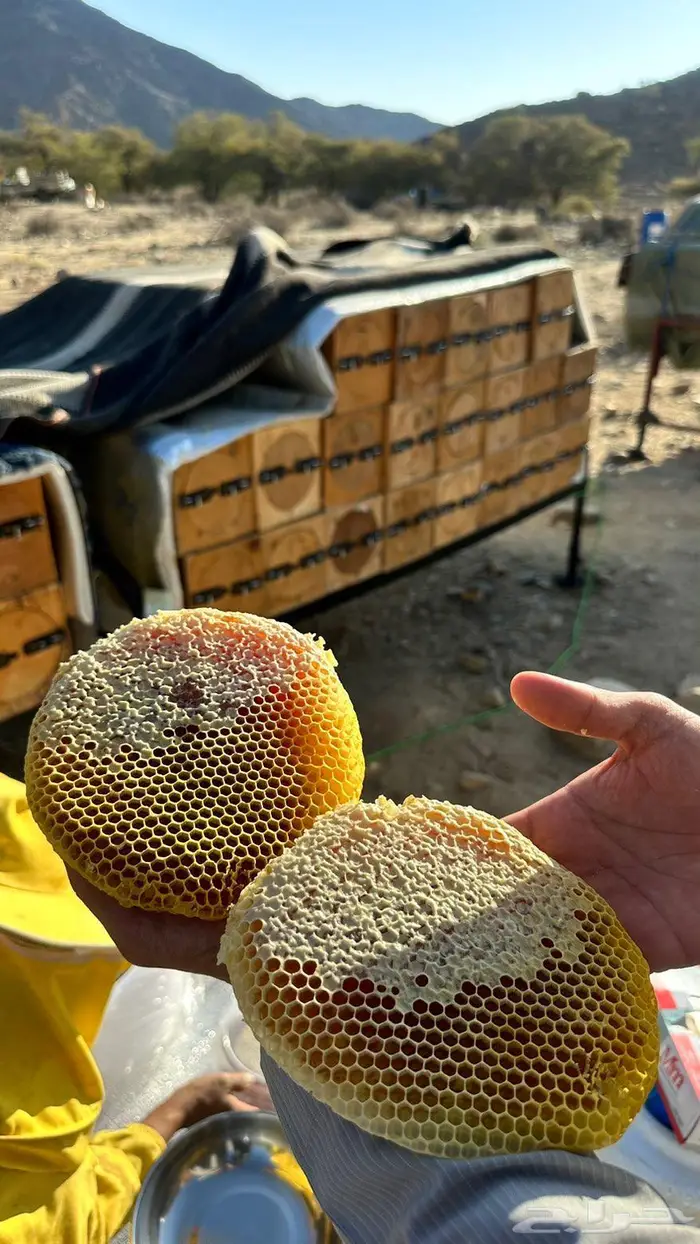 عسل سدر اصلي مضمون من مناحلنا 0