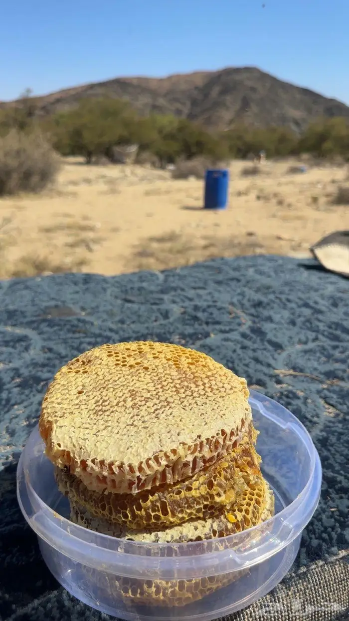 عسل سدر اصلي مضمون من مناحلنا 2