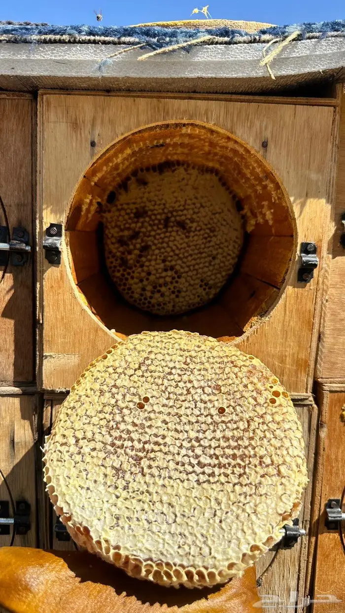 عسل سدر اصلي مضمون من مناحلنا 1