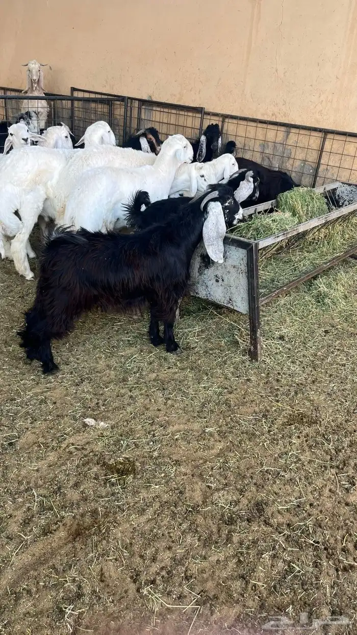 تيوس وطليان 1