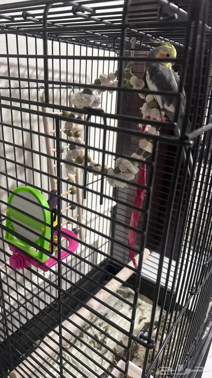 طير كيروان هدد ذكر 1