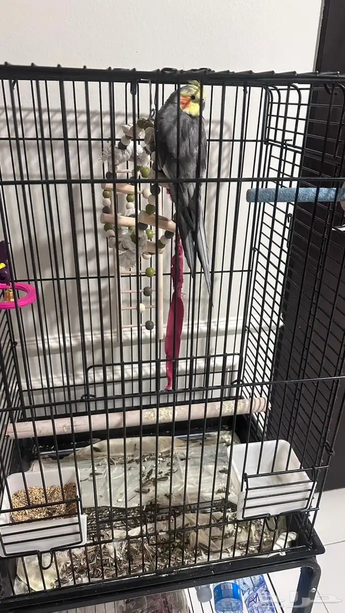 طير كيروان هدد ذكر 2