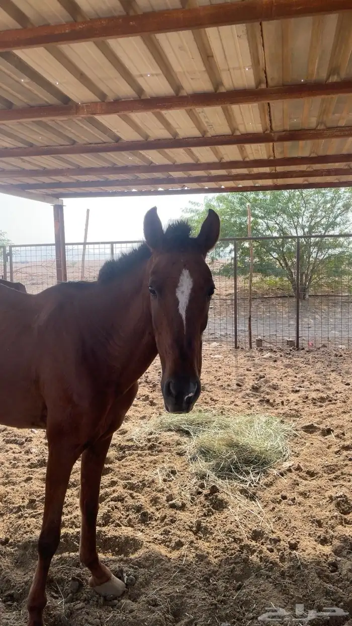 فرس و مهر و مهره شعبيه 2