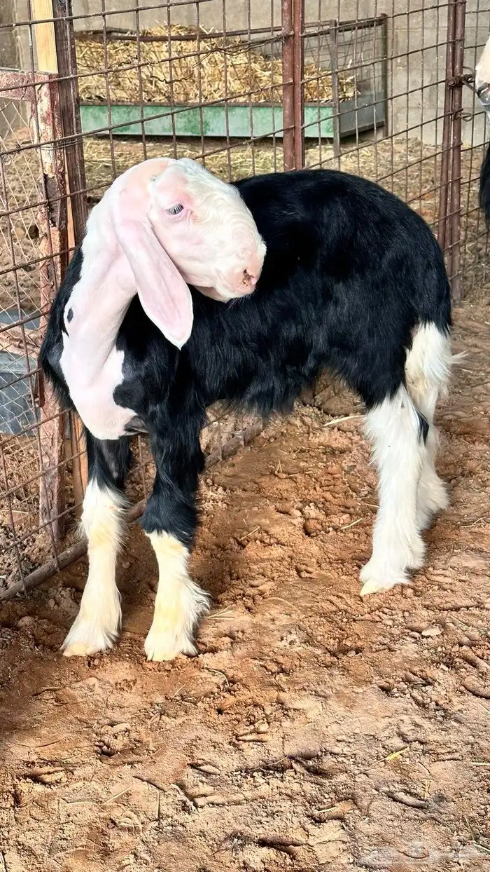خروف نجدي 4