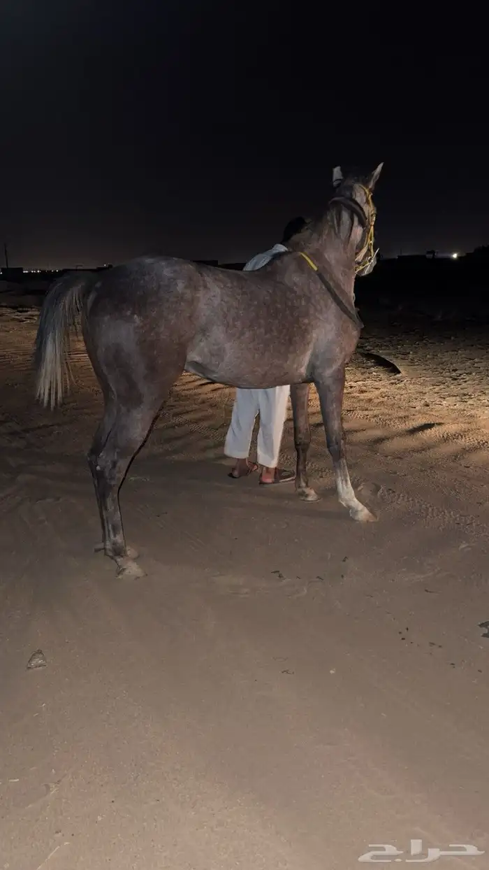 مهر شعبي كفو سبوق 1