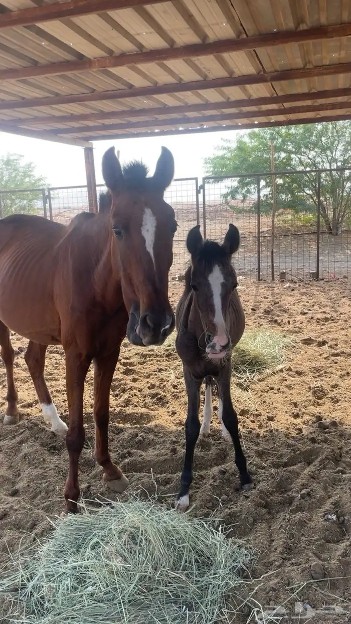 فرس و مهر و مهره شعبيه 0