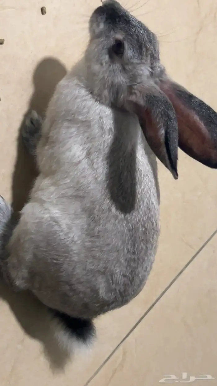 أرنب ذكر أليف 3