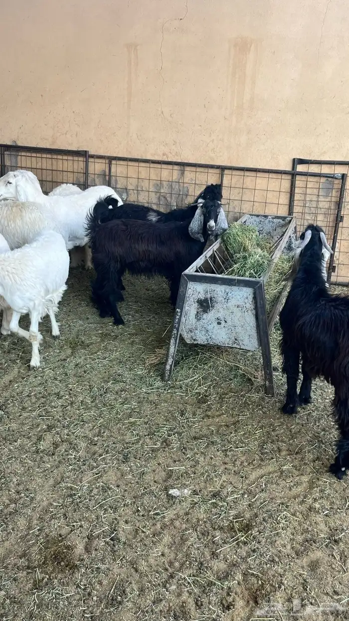 تيوس وطليان 4