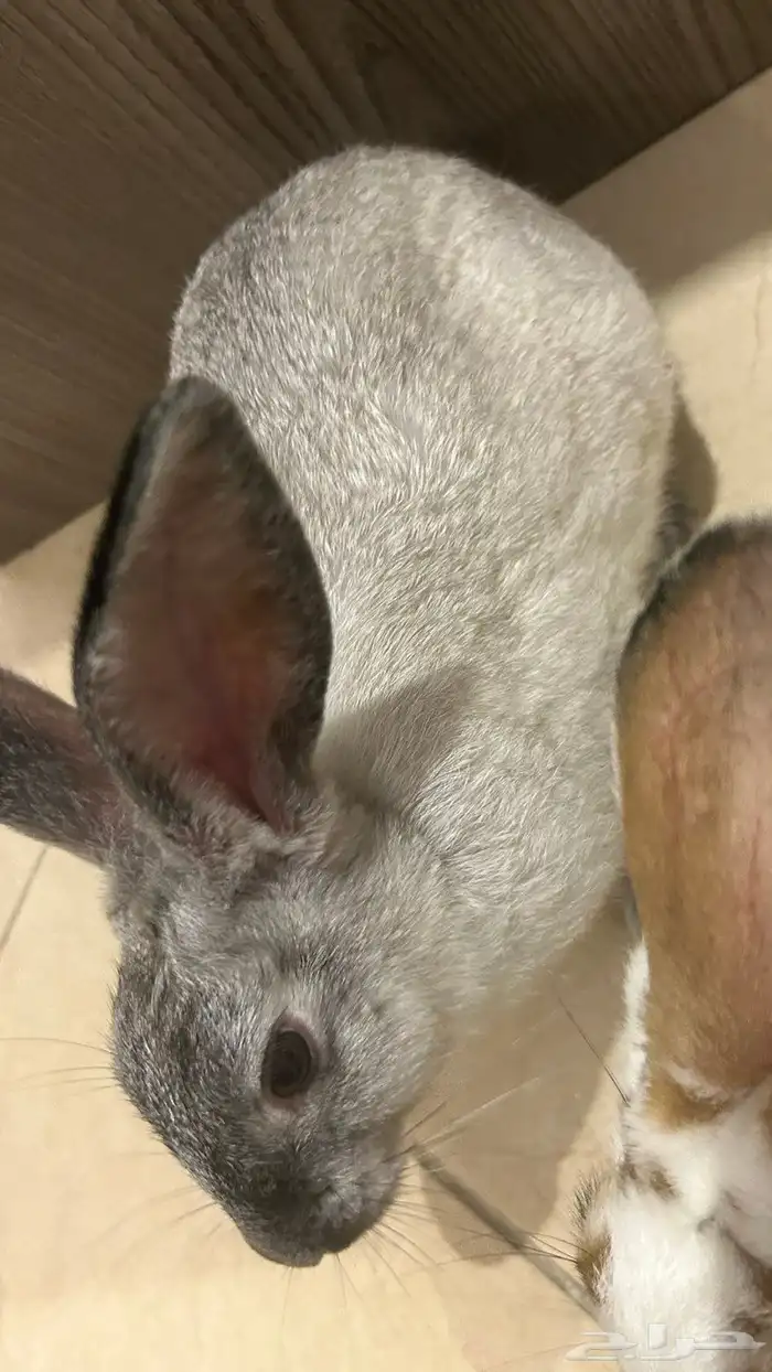 أرنب ذكر أليف 2