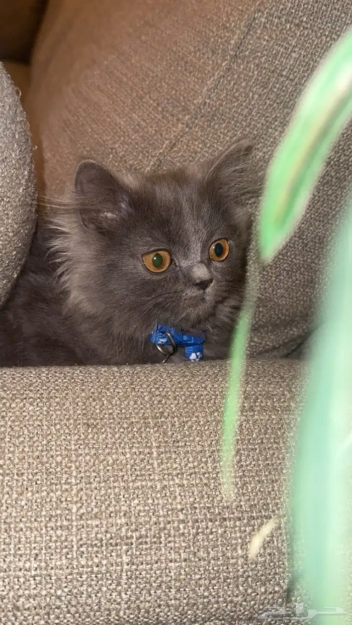 قطط للتبني 2