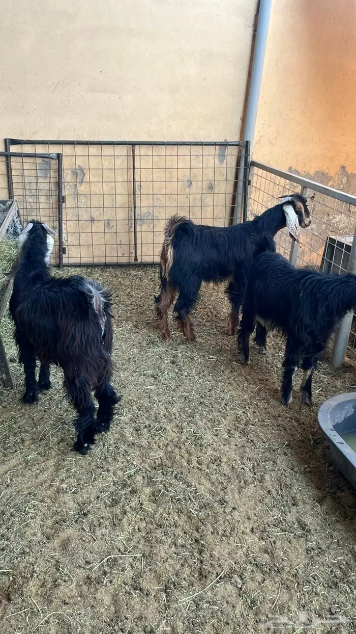 تيوس وطليان 3