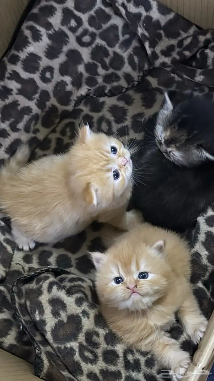 قطط للبيع 2