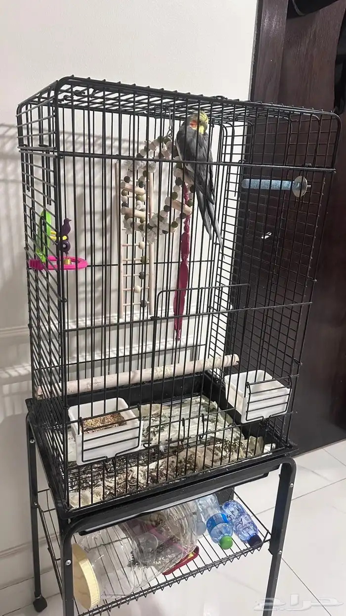 طير كيروان هدد ذكر 0