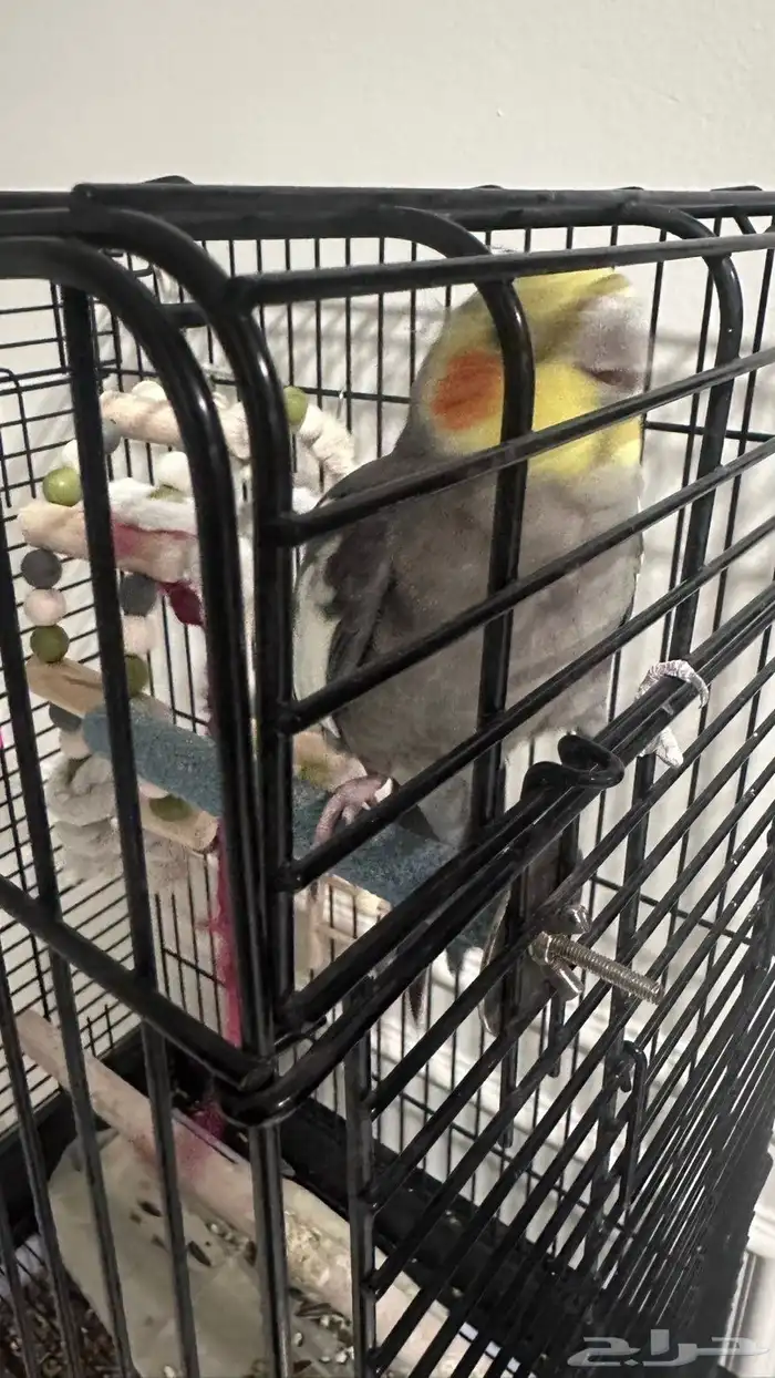 طير كيروان هدد ذكر 5