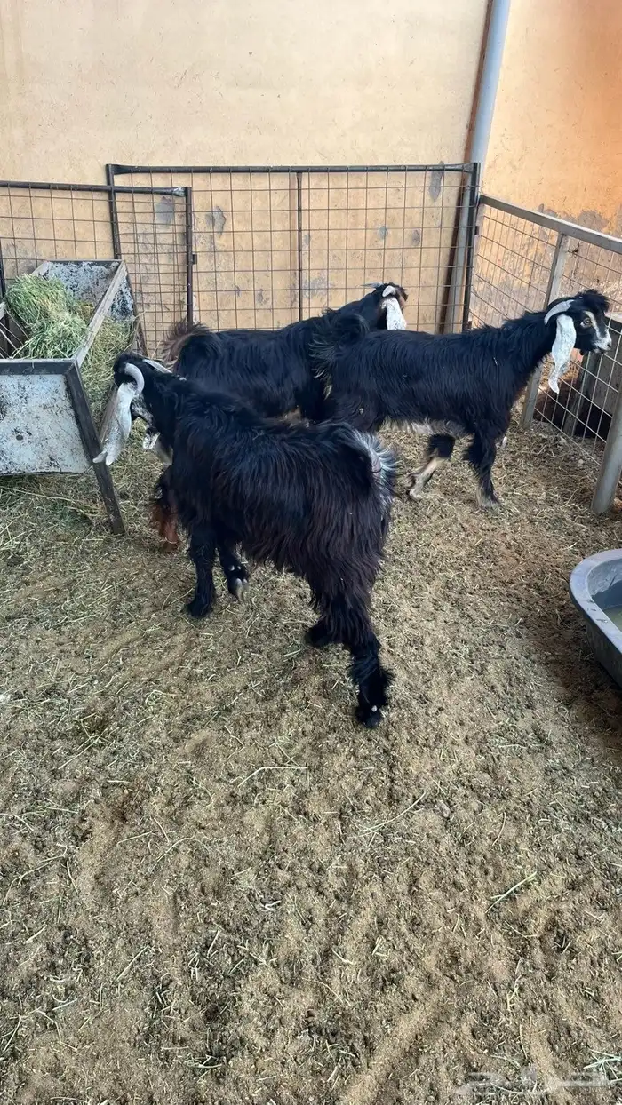 تيوس وطليان 2