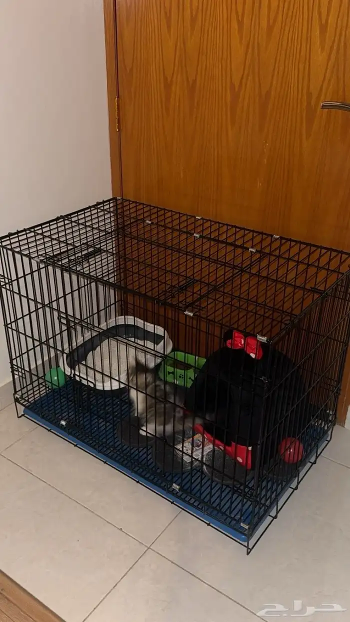 قطة شيرازي 0