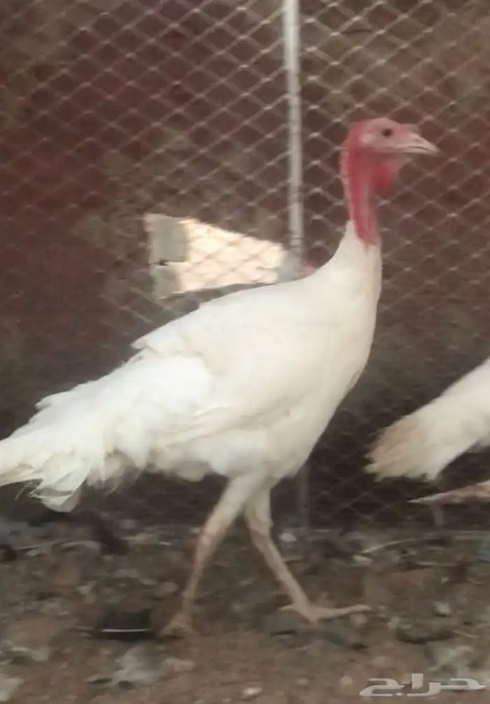 ديوك رومي عدد 4 0