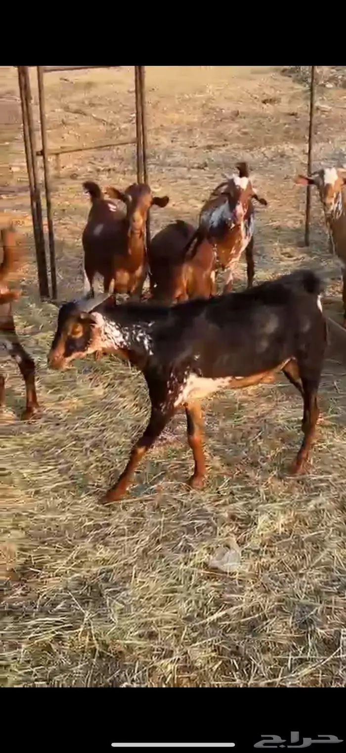 النوع  تيوس الصحه  شرط العدد 12 العمر  جذعان الموقع  غر 0