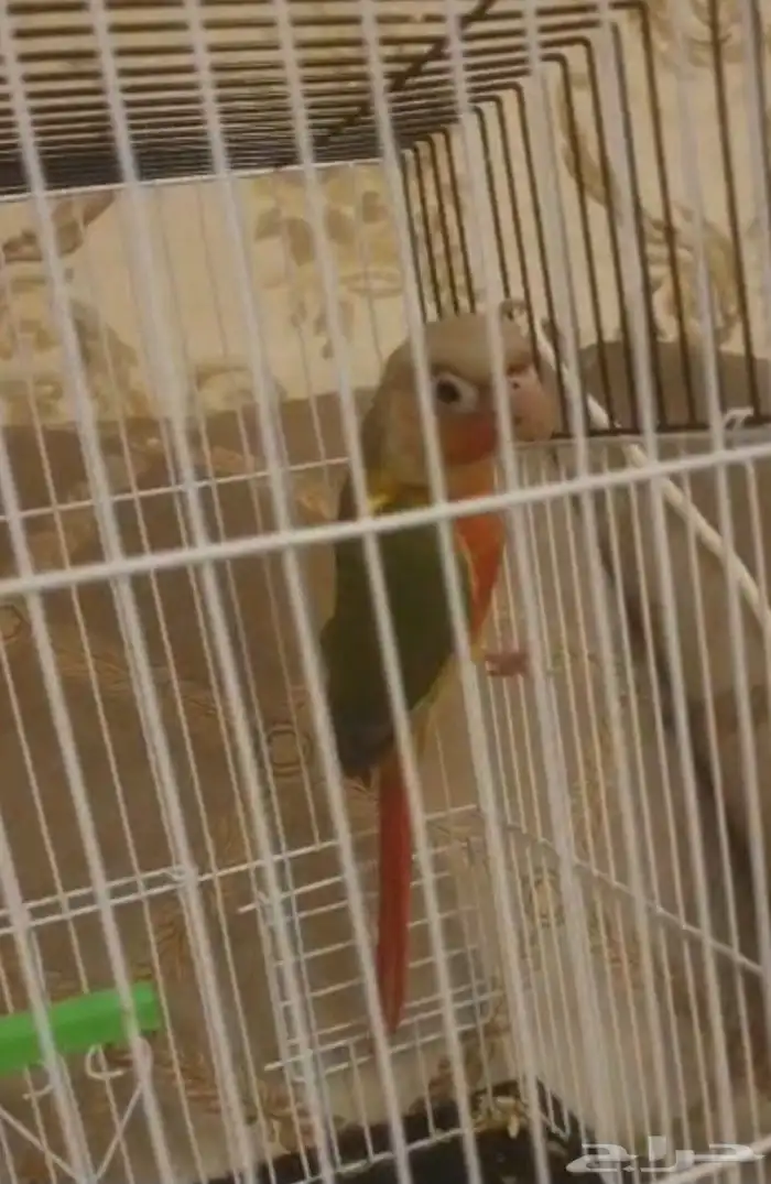 فرخ كنيور عمر شهرين (تم البيع) 0