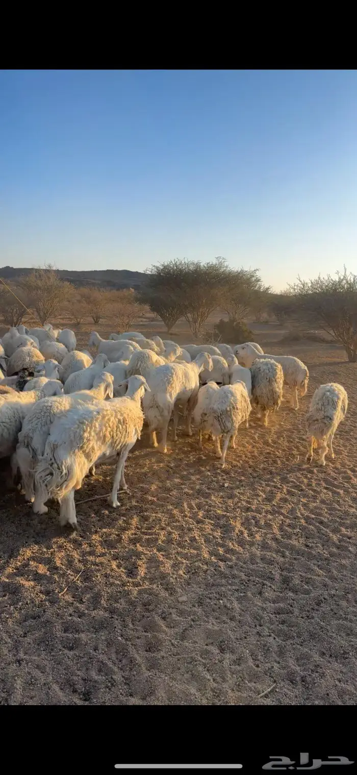 غنم حريات صنف 2