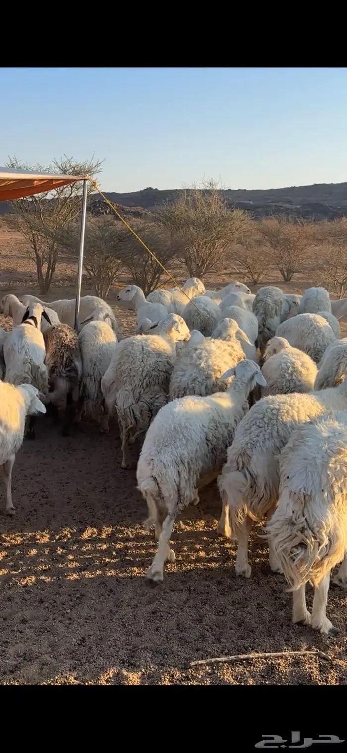 غنم حريات صنف 0