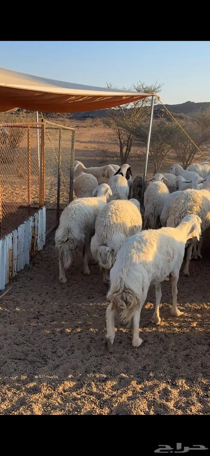 غنم حريات صنف 4