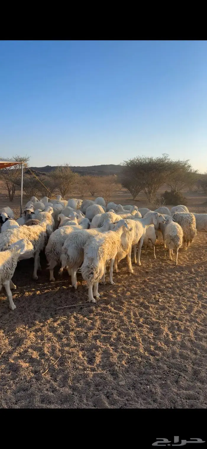 غنم حريات صنف 3