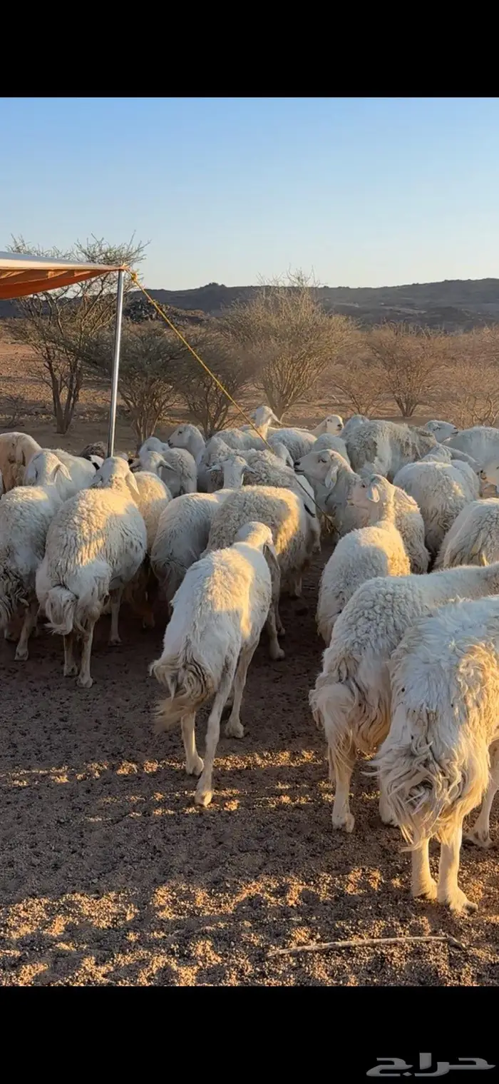 غنم حريات صنف 1