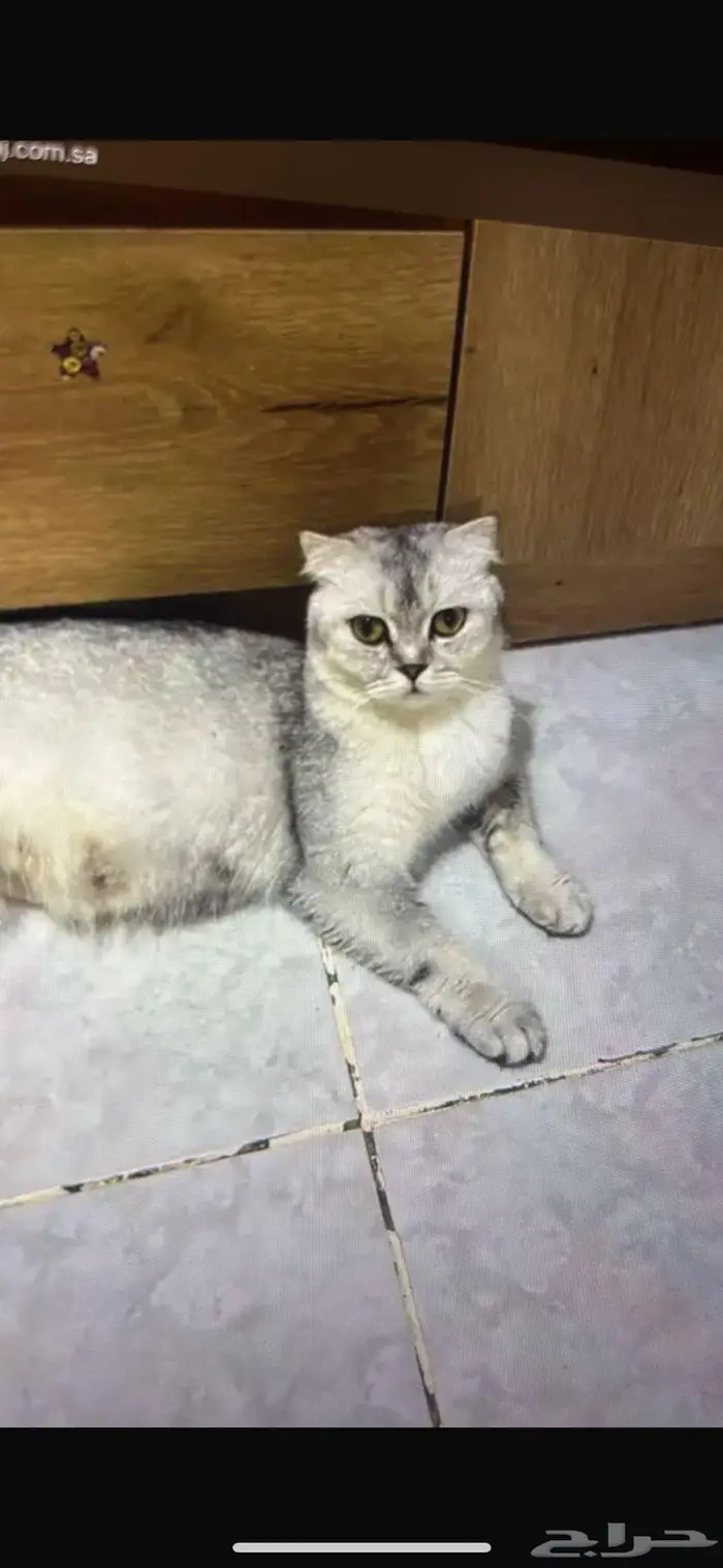 انثى سكوتش فولد منتجة للبيع 0