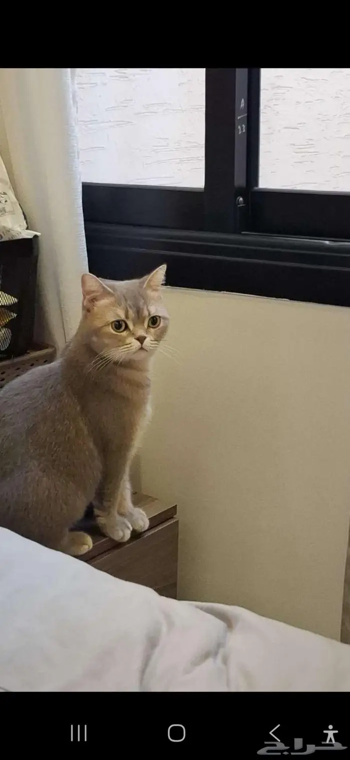 قطه للتبني 0