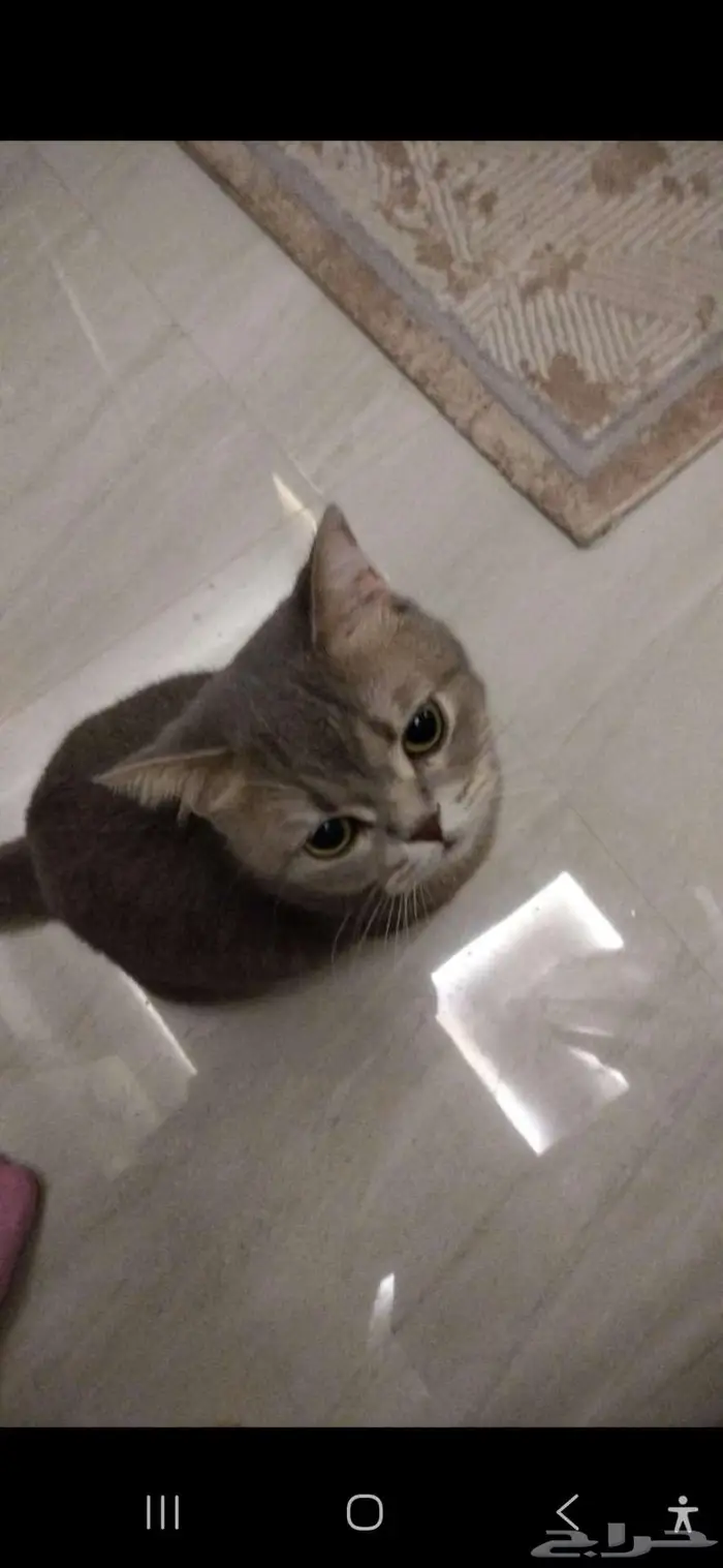 قطه للتبني 2