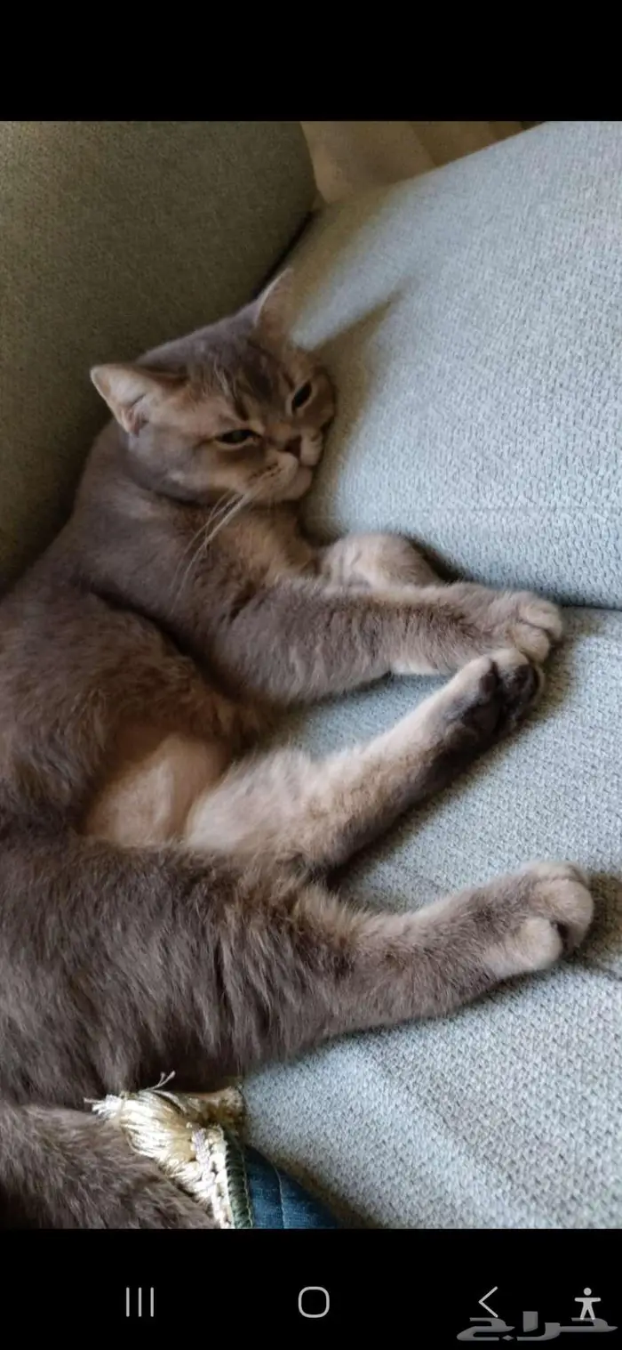 قطه للتبني 1