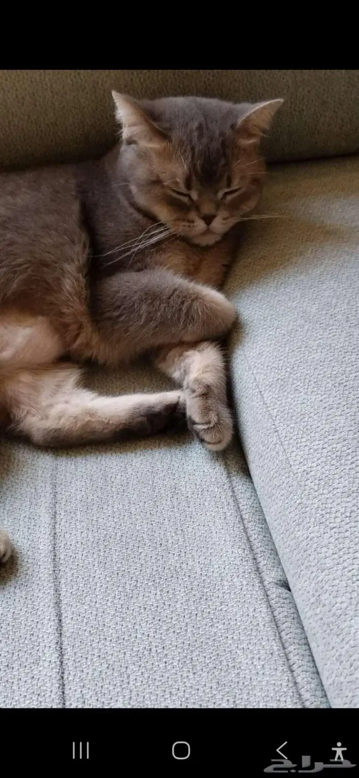 قطه للتبني 3