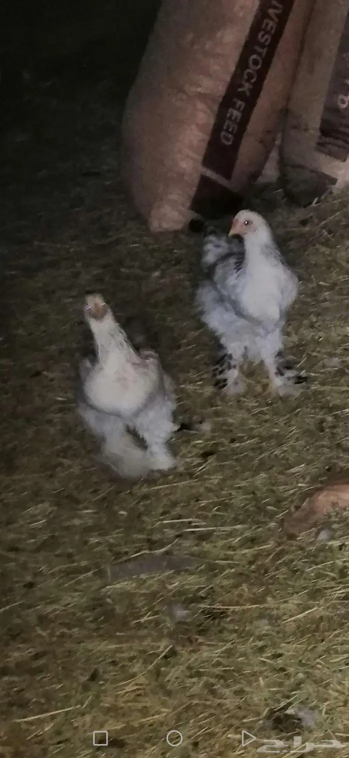 دجاج براهما بشاير 1