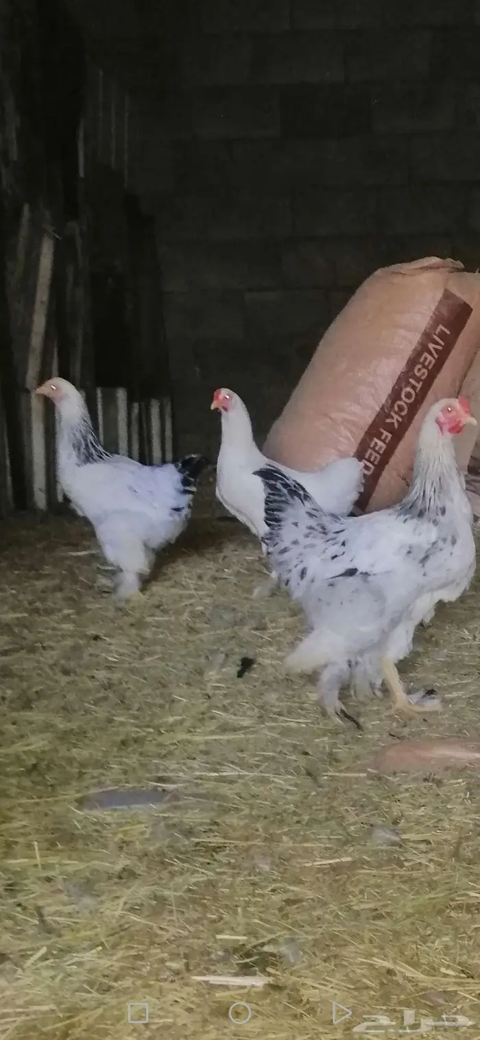 دجاج براهما بشاير 2