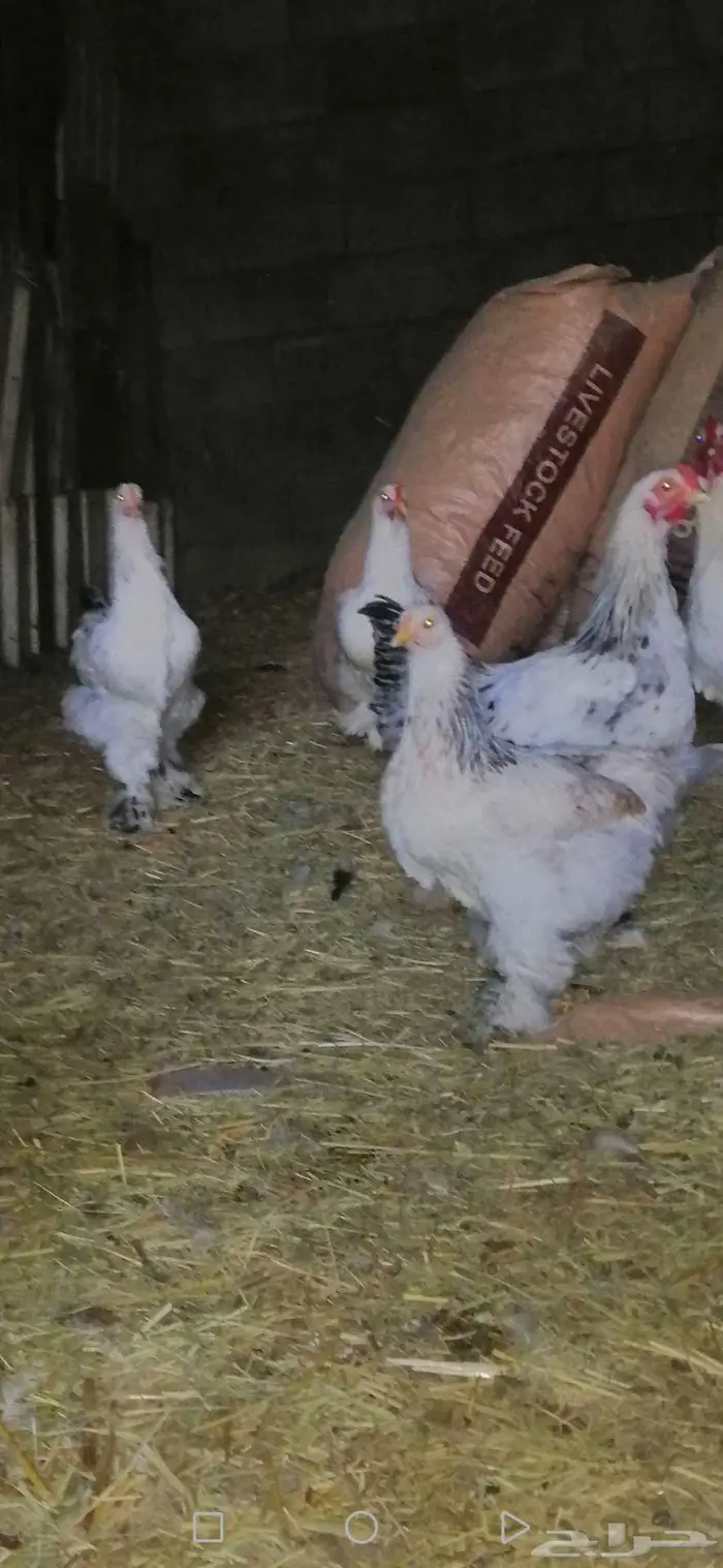 دجاج براهما بشاير 3