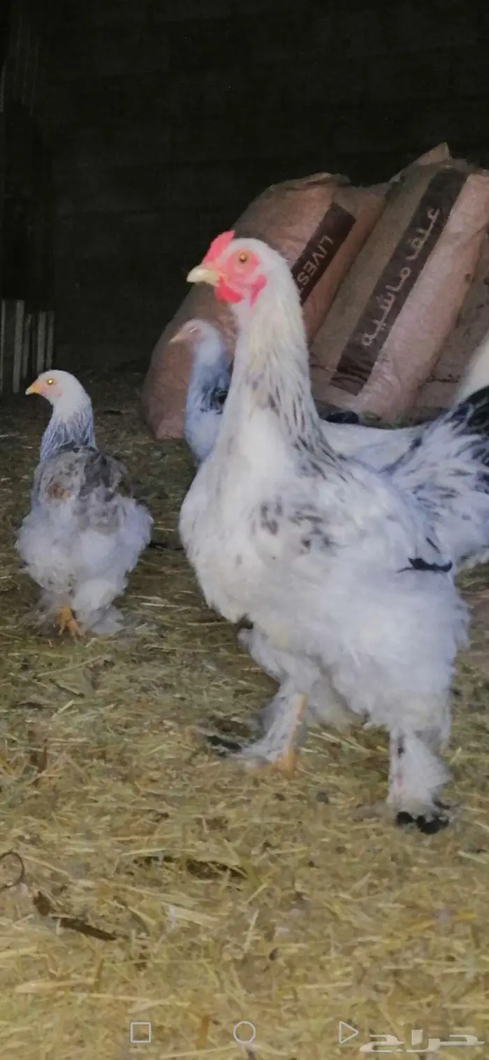 دجاج براهما بشاير 4