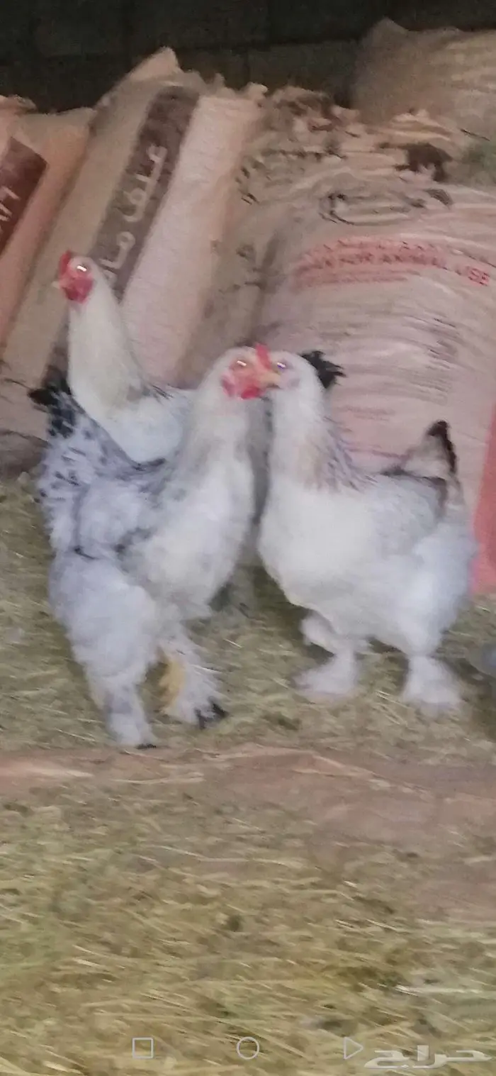 دجاج براهما بشاير 5