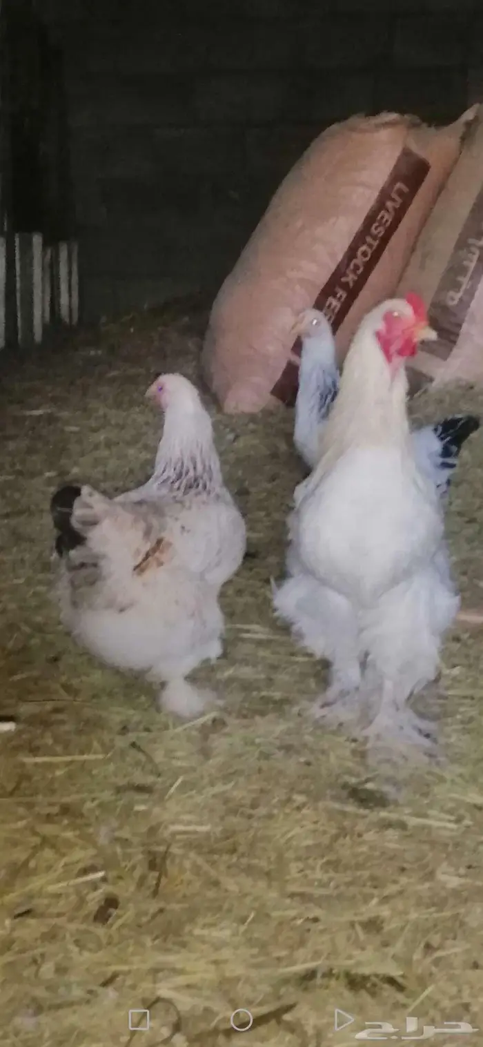دجاج براهما بشاير 6