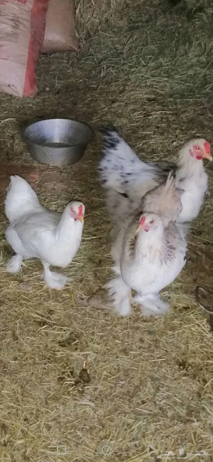 دجاج براهما بشاير 7