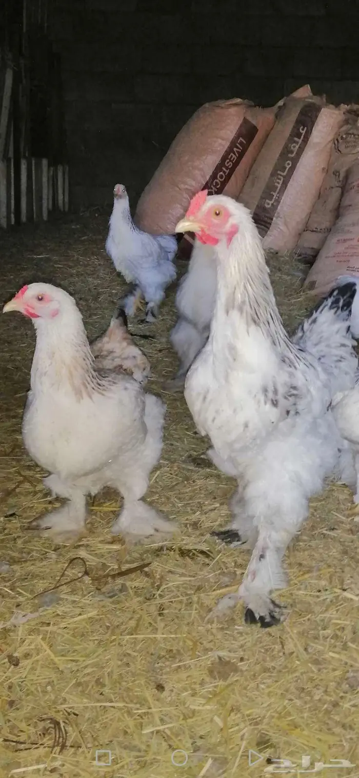 دجاج براهما بشاير 9