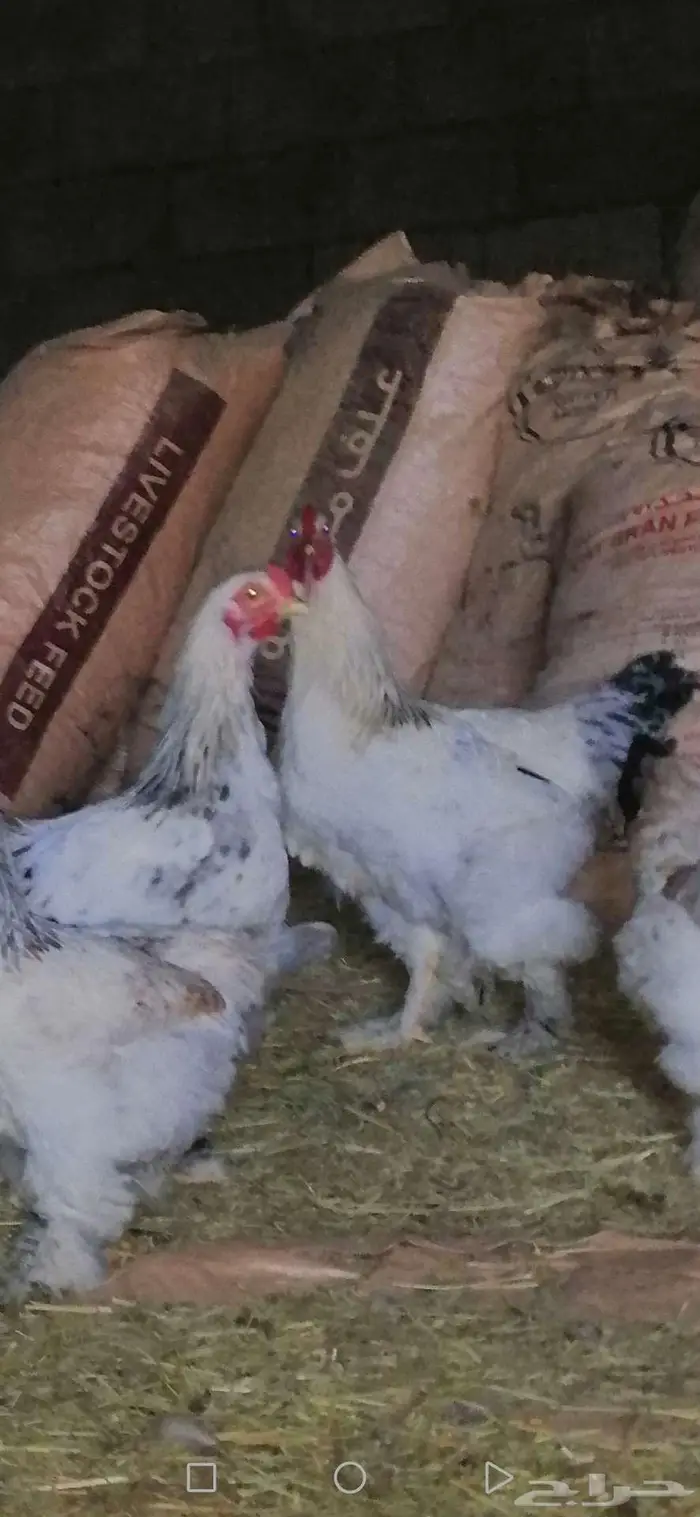 دجاج براهما بشاير 10